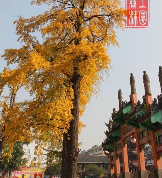 作为中国人, 你要知道什么是最好的镇宅树