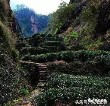 平地式、梯田式、盆栽式，你了解这些武夷茶园吗？