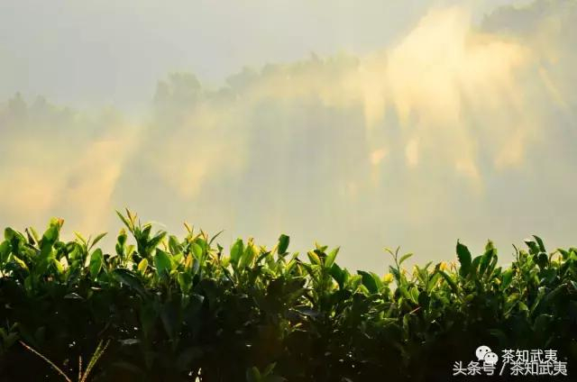 平地式、梯田式、盆栽式，你了解这些武夷茶园吗？