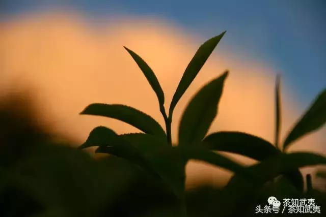 平地式、梯田式、盆栽式，你了解这些武夷茶园吗？