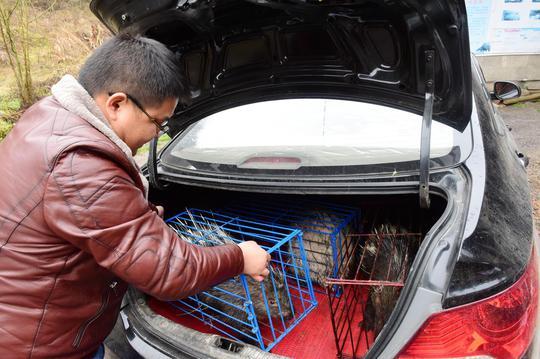 80后小伙子大山养豪猪能挣钱？居然一年卖了200万！