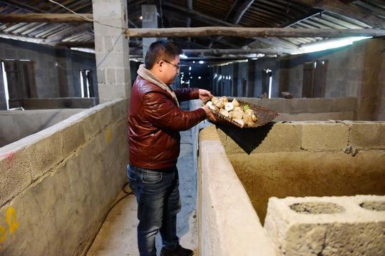 80后小伙子大山养豪猪能挣钱？居然一年卖了200万！