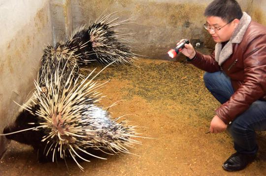 80后小伙子大山养豪猪能挣钱？居然一年卖了200万！