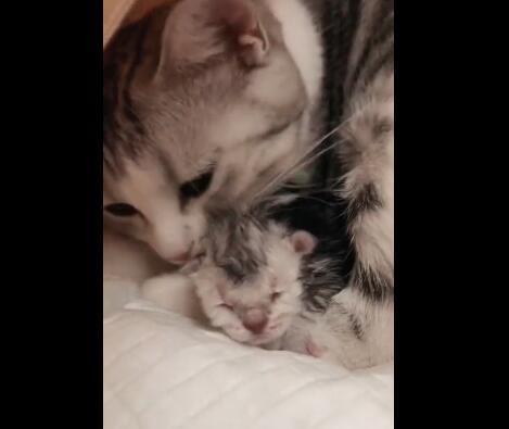猫妈妈舔着刚出生的宝宝，猫爸：三个孩子都随我！