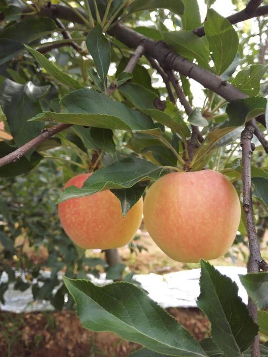 苹果届中的记忆之果——陕西红嘎啦苹果（图文）