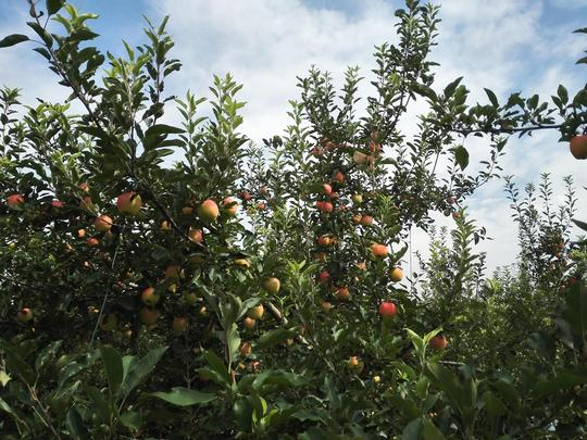 苹果届中的记忆之果——陕西红嘎啦苹果（图文）