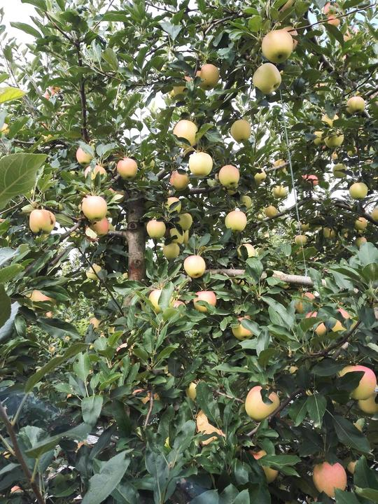 苹果届中的记忆之果——陕西红嘎啦苹果（图文）