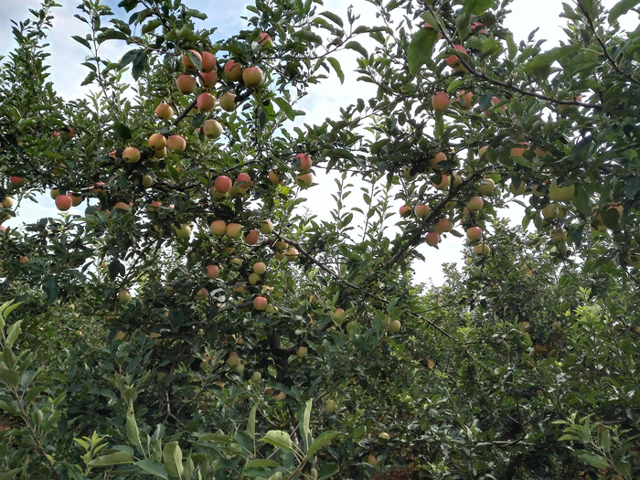 苹果届中的记忆之果——陕西红嘎啦苹果（图文）