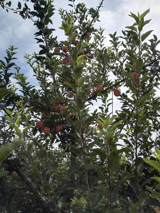 苹果届中的记忆之果——陕西红嘎啦苹果（图文）