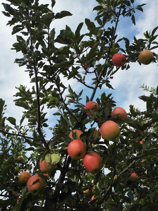 苹果届中的记忆之果——陕西红嘎啦苹果（图文）