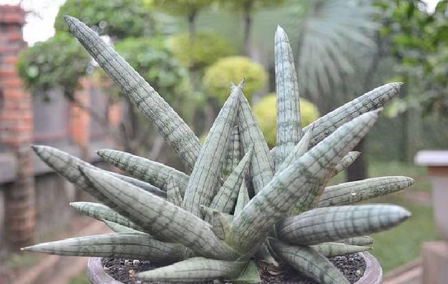 长成圆柱状的虎皮兰，花香叶壮，谁也养不死