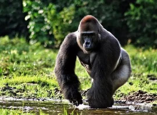“金刚”原型大猩猩，也有温柔可爱一面