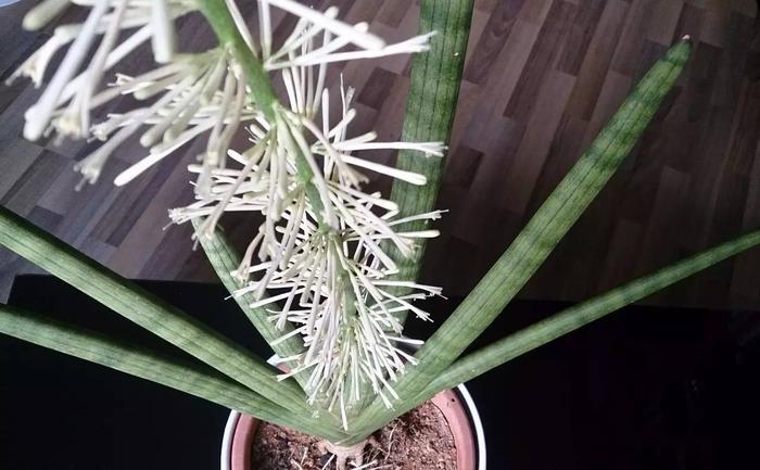 长成圆柱状的虎皮兰，花香叶壮，谁也养不死