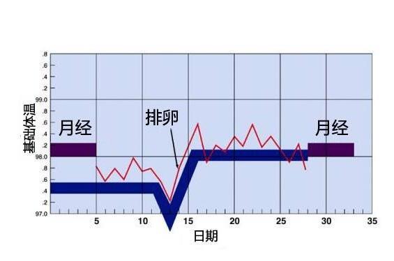 图解排卵试纸测排卵，找准好孕时机哦！