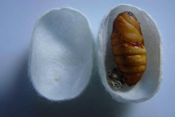 农村的“东西南北虫”，其实都是“地老虎”的蛹
