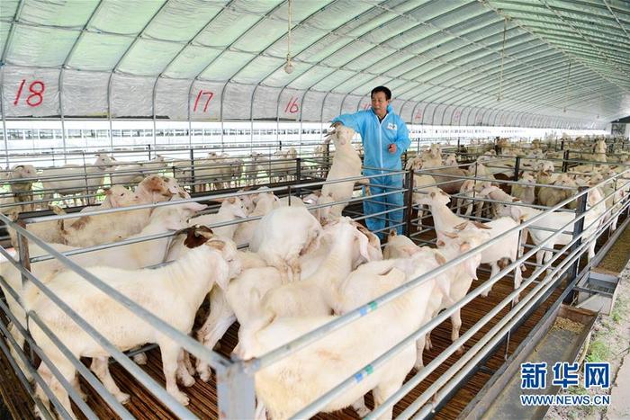 江苏海安：养羊业转型升级催生“现代羊倌”