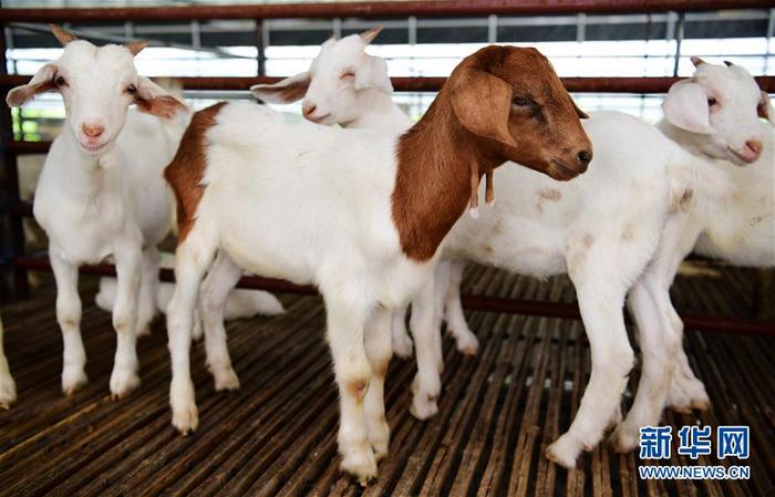 江苏海安：养羊业转型升级催生“现代羊倌”