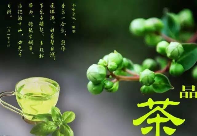 老倪青钱柳茶流传几千年的中医茶疗养生法