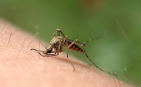 为什么年龄越小的孩子越容易招蚊子？