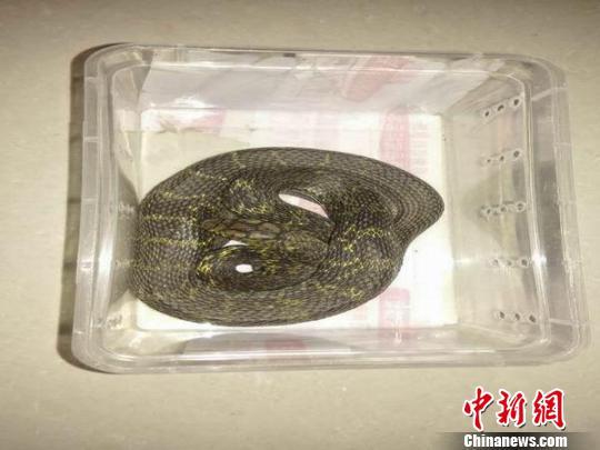 云南临沧一男子朋友圈兜售国家保护动物被查获