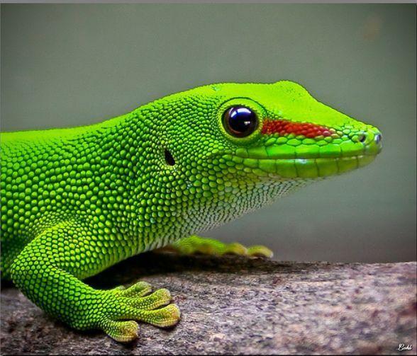 地球上20大色彩绚烂的蜥蜴，七彩变色龙令人永生难忘