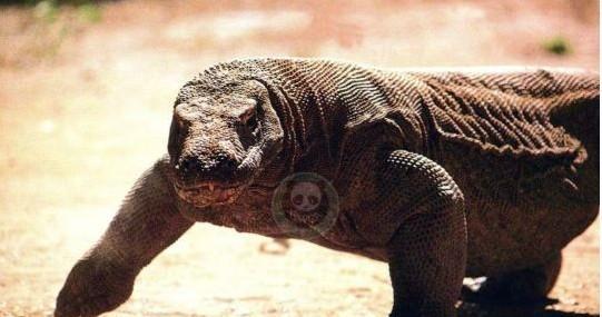莫多龙：地球上最大的有毒动物，号称恐龙活化石杀手
