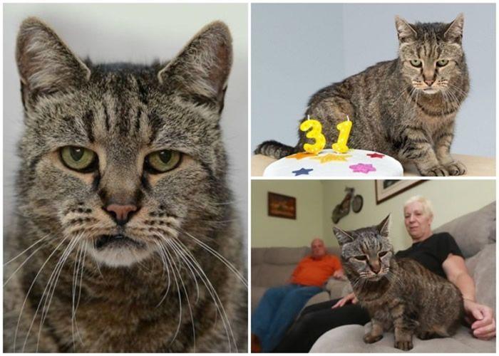 英国最老虎斑猫逝世 终年32岁，相当于人类144岁
