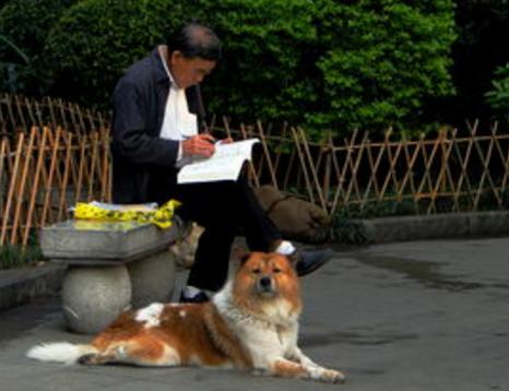 儿子每天给母亲打电话，竟然是为了一条狗，后来他才后悔！