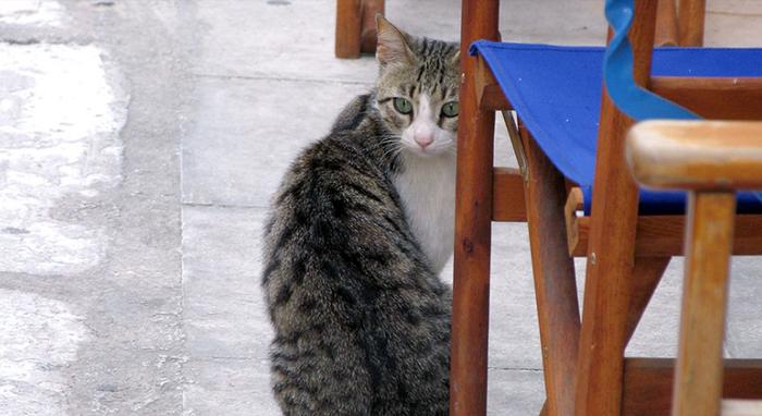 猫奴们！你家“主人”喊你去这里生活！