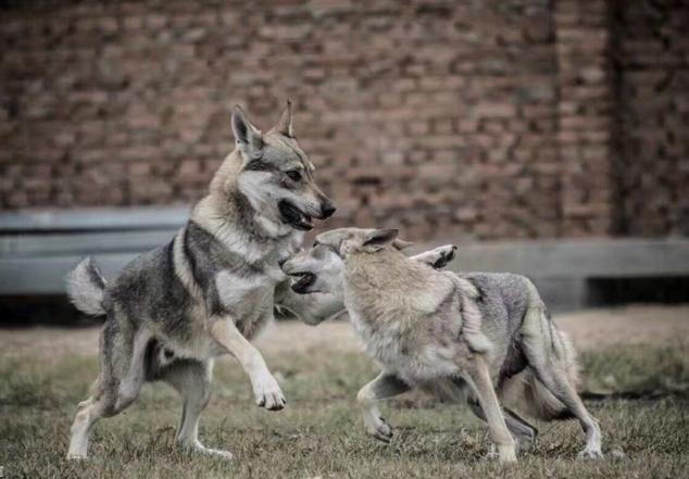 因长的太像狼被多国禁养，捷克狼犬才是野狼杂交的最猛狗！