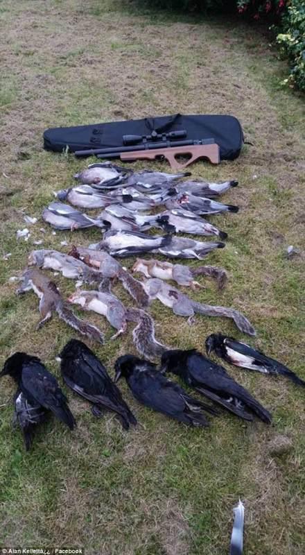 英国灰松鼠泛滥遭猎杀 猎人晒照被批