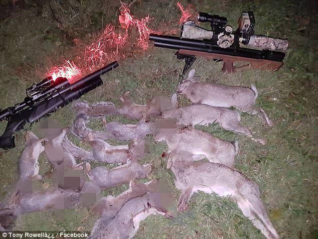 英国灰松鼠泛滥遭猎杀 猎人晒照被批