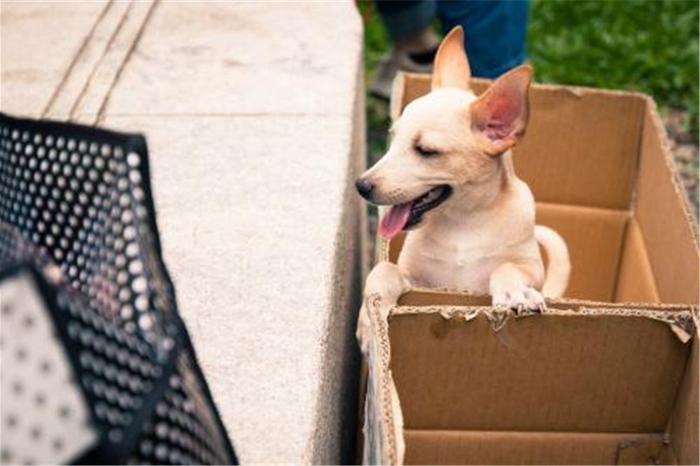 狗和纸箱也意外般配，高萌狗狗来袭你能坚持到第几张？