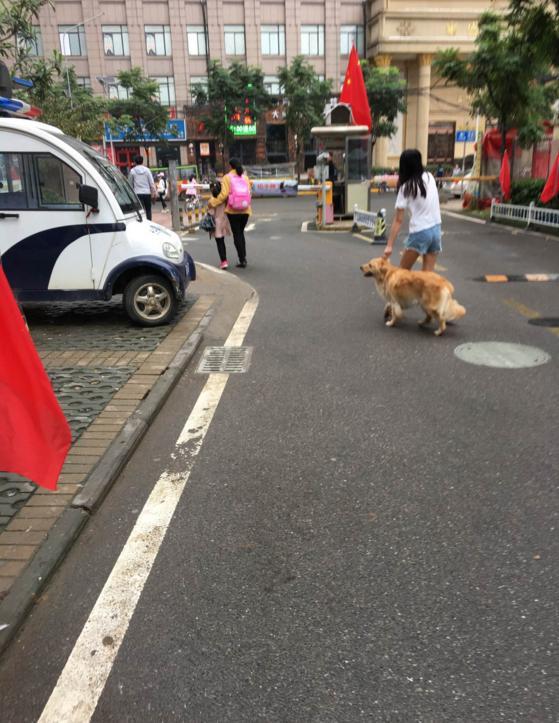 妹子如此遛狗笑翻众网友，狗：我走我走，别揪耳朵！