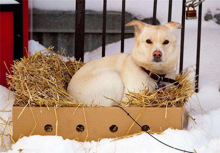 狗和纸箱也意外般配，高萌狗狗来袭你能坚持到第几张？