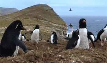 母企鹅趁公企鹅外出和卧底搞暧昧！企鹅：可恶的两脚兽！