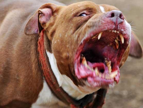 世界上最凶猛的犬种，比特斗牛犬