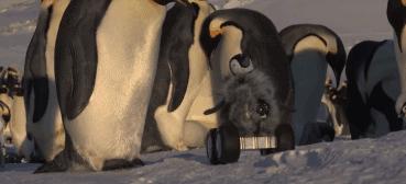 母企鹅趁公企鹅外出和卧底搞暧昧！企鹅：可恶的两脚兽！