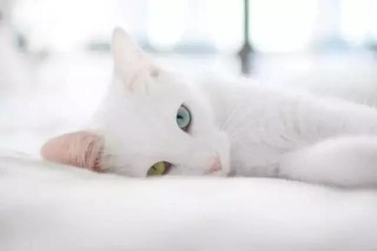 美国最新研究发现，猫咪花色决定了它的性格