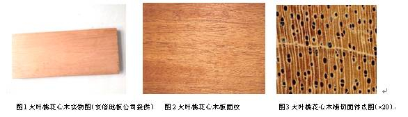 5种桃花心木， 每种都不同！