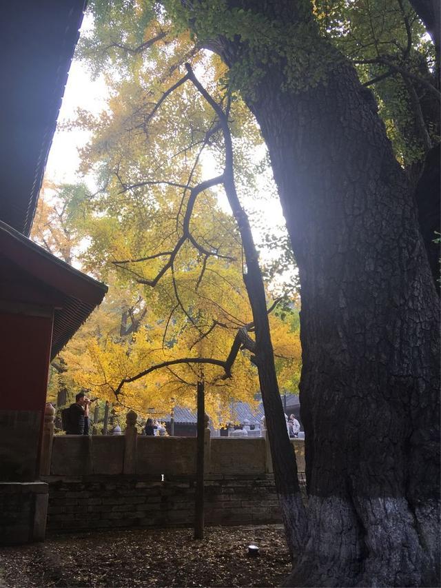 大觉寺，千年古刹 万世春秋