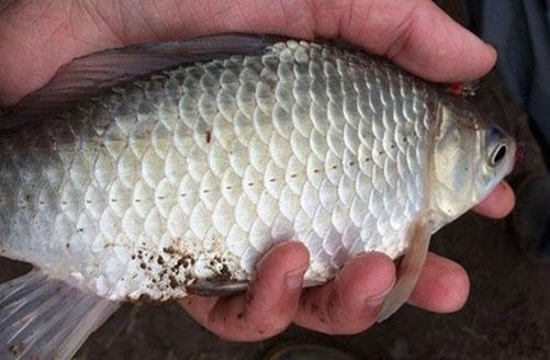 秋季浅水小漂钓大鲫，看完你就懂了！