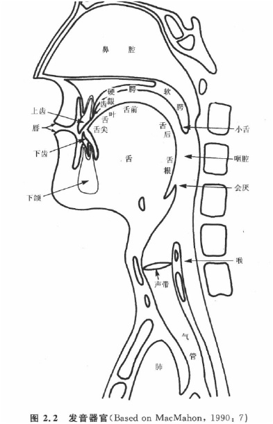 语音学和音系学系列笔记一：IPA与形形色色的辅音