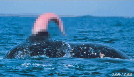蓝鲸的卵有多大？科普动物们的奇趣生理知识