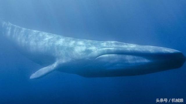 蓝鲸的卵有多大？科普动物们的奇趣生理知识