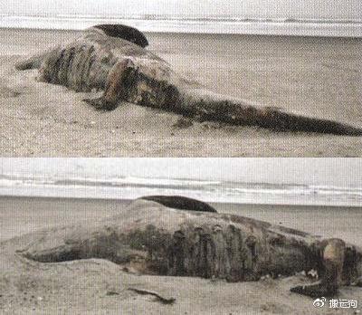 UMA未确认生物体- 海岸上的尸体