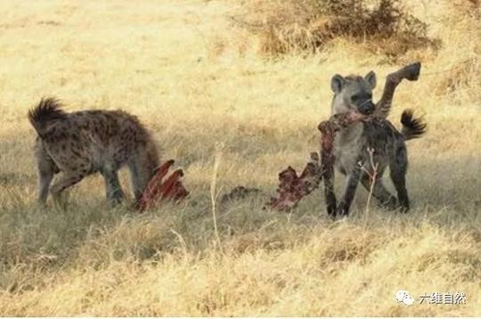 鬣狗为何被称为“碎骨者”？看看它们的食物就知了