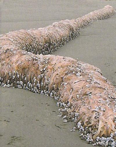 UMA未确认生物体- 海岸上的尸体