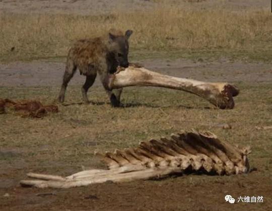 鬣狗为何被称为“碎骨者”？看看它们的食物就知了