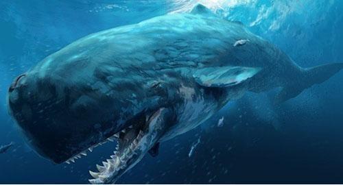 沧龙、梅鲸、巨齿鲨、龙王鲸谁才是真正的史前海洋霸主